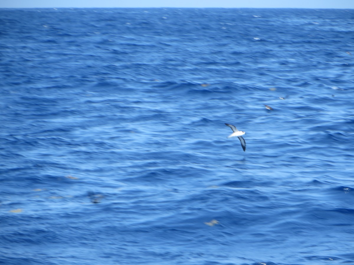 Audubon's Shearwater - Janine McCabe