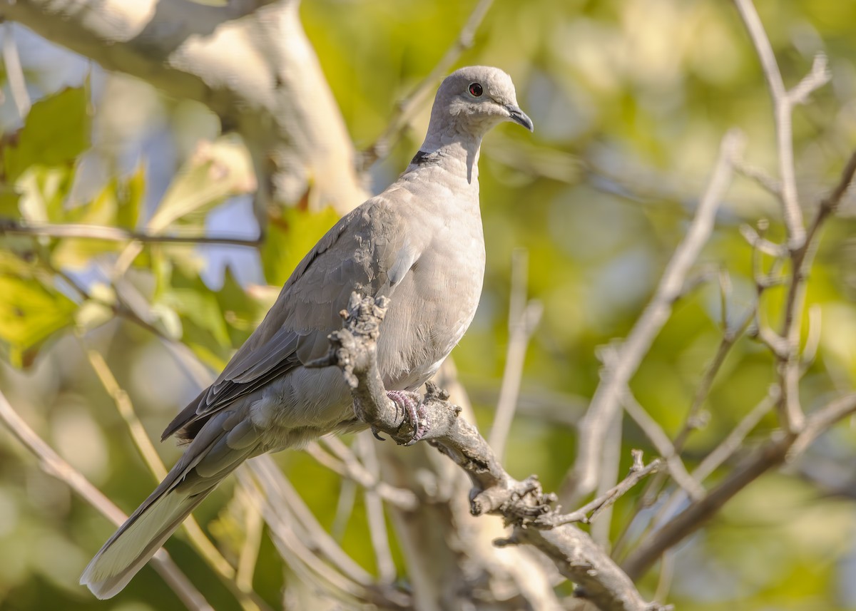 Eurasian Collared-Dove - ML622975875