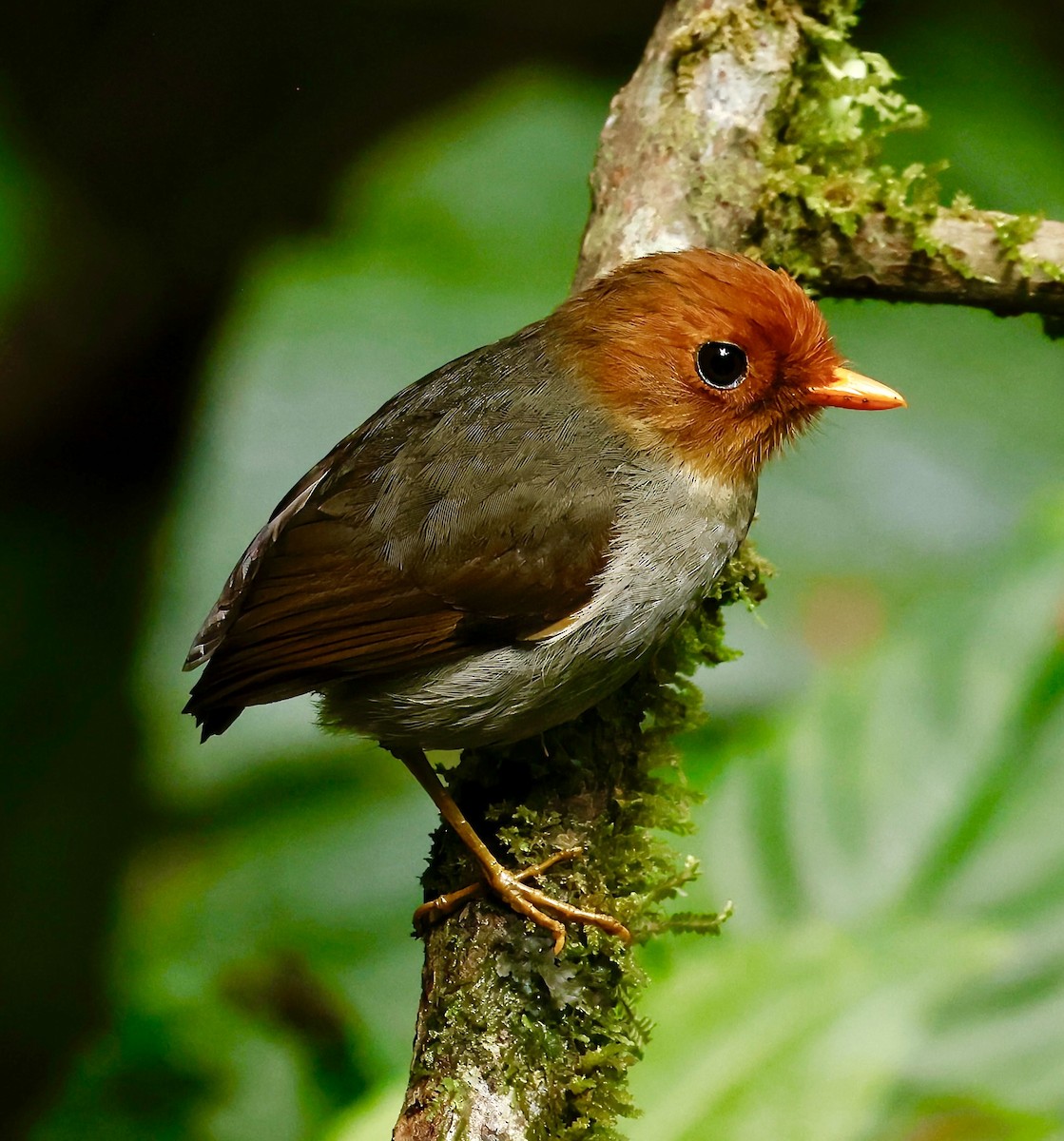 Hooded Antpitta - ML622975889