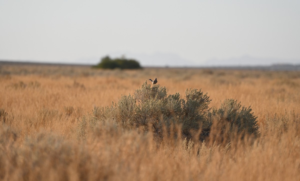 Sage Thrasher - ML622975903