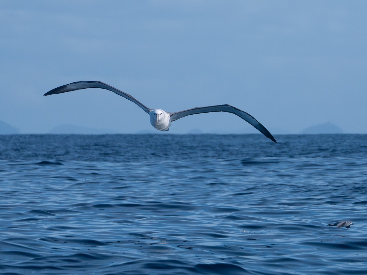 White-capped Albatross - Mike Bickerdike