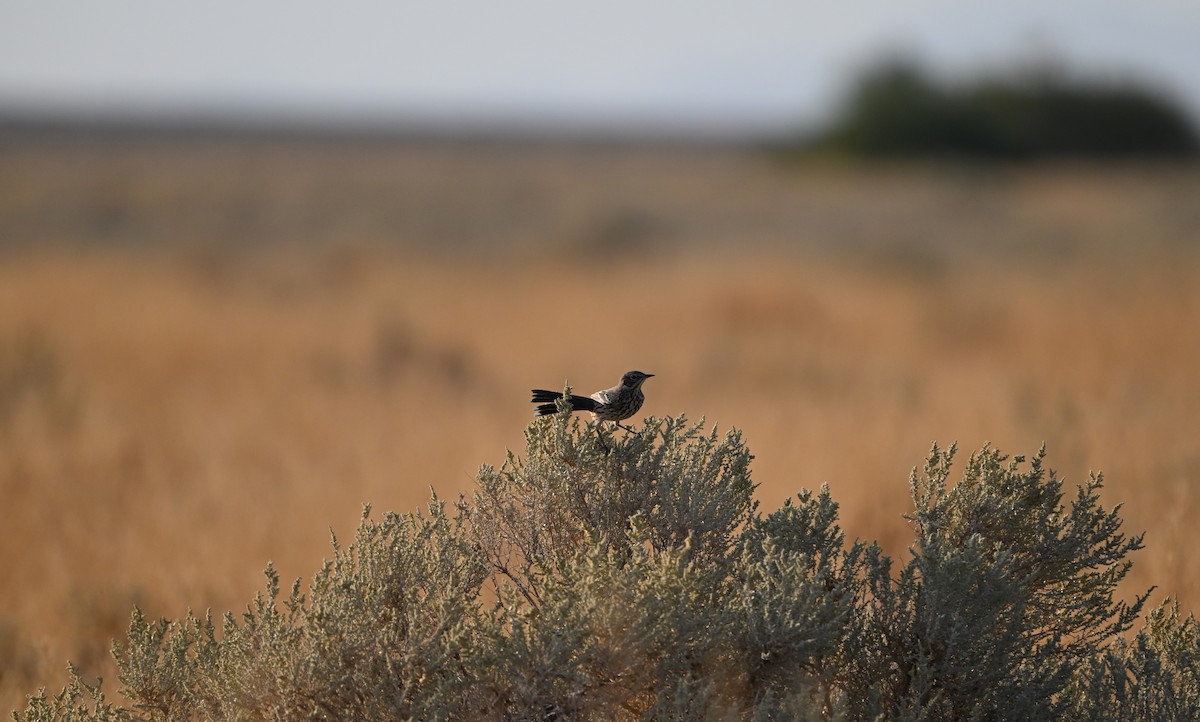 Sage Thrasher - ML622975908