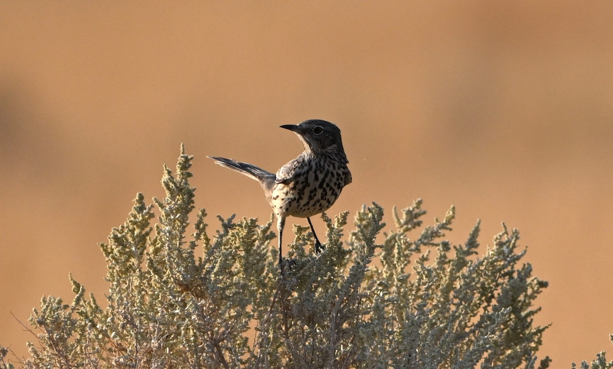 Sage Thrasher - ML622975909