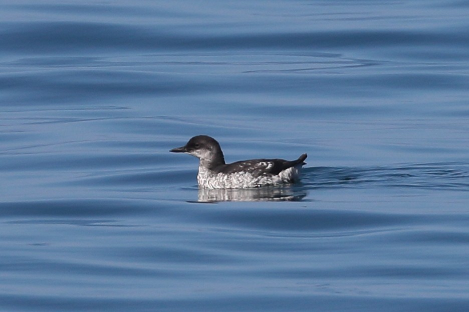 Pigeon Guillemot - ML622975920