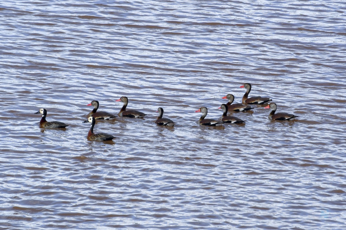 Black-bellied Whistling-Duck - ML622975928