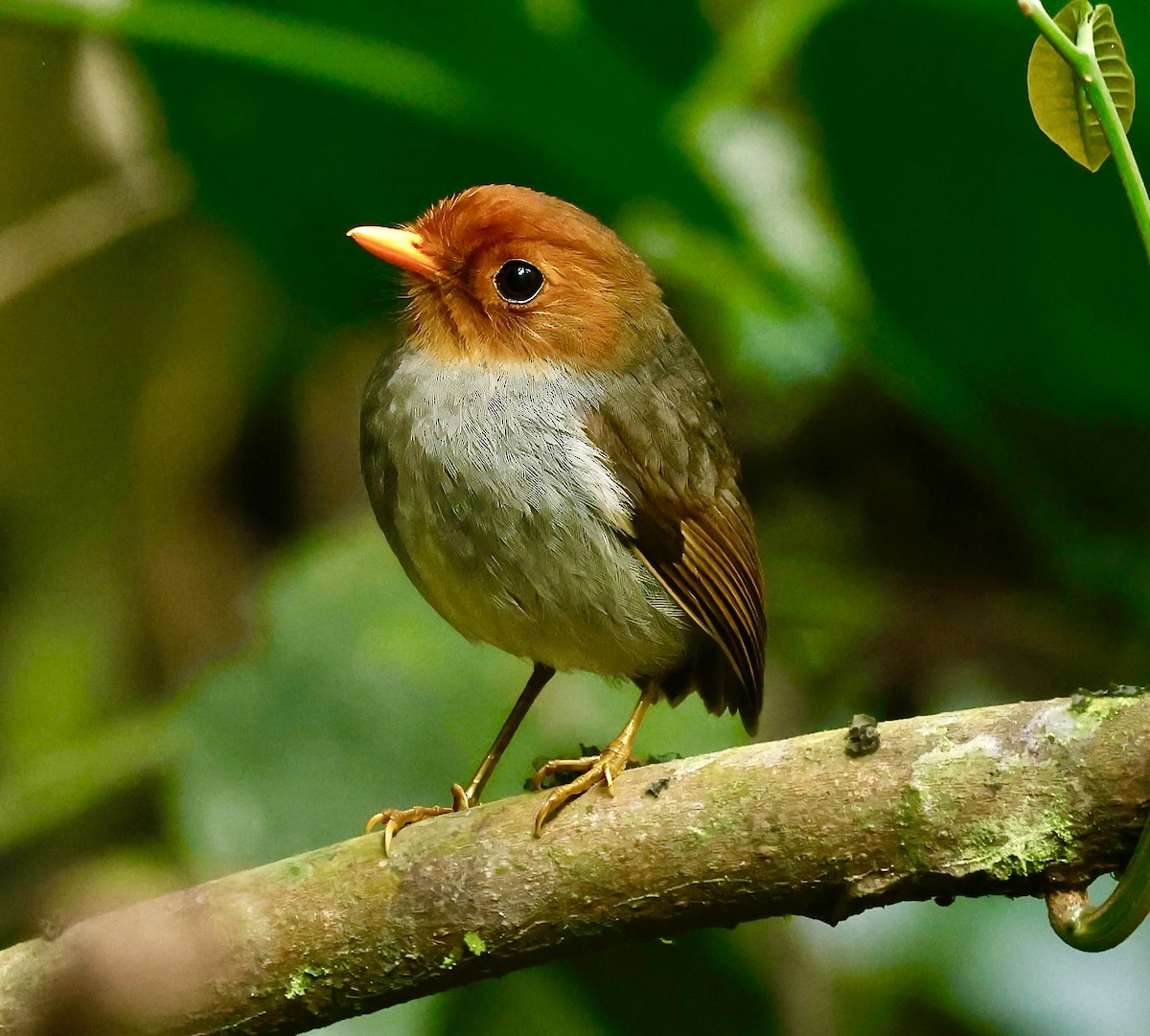 Hooded Antpitta - ML622975936