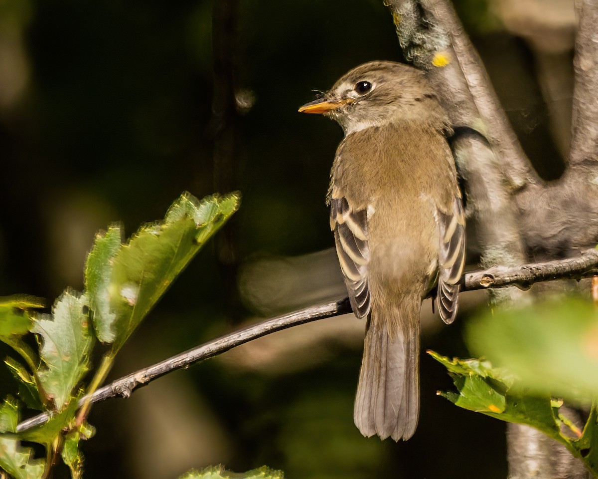 Alder Flycatcher - ML622975940