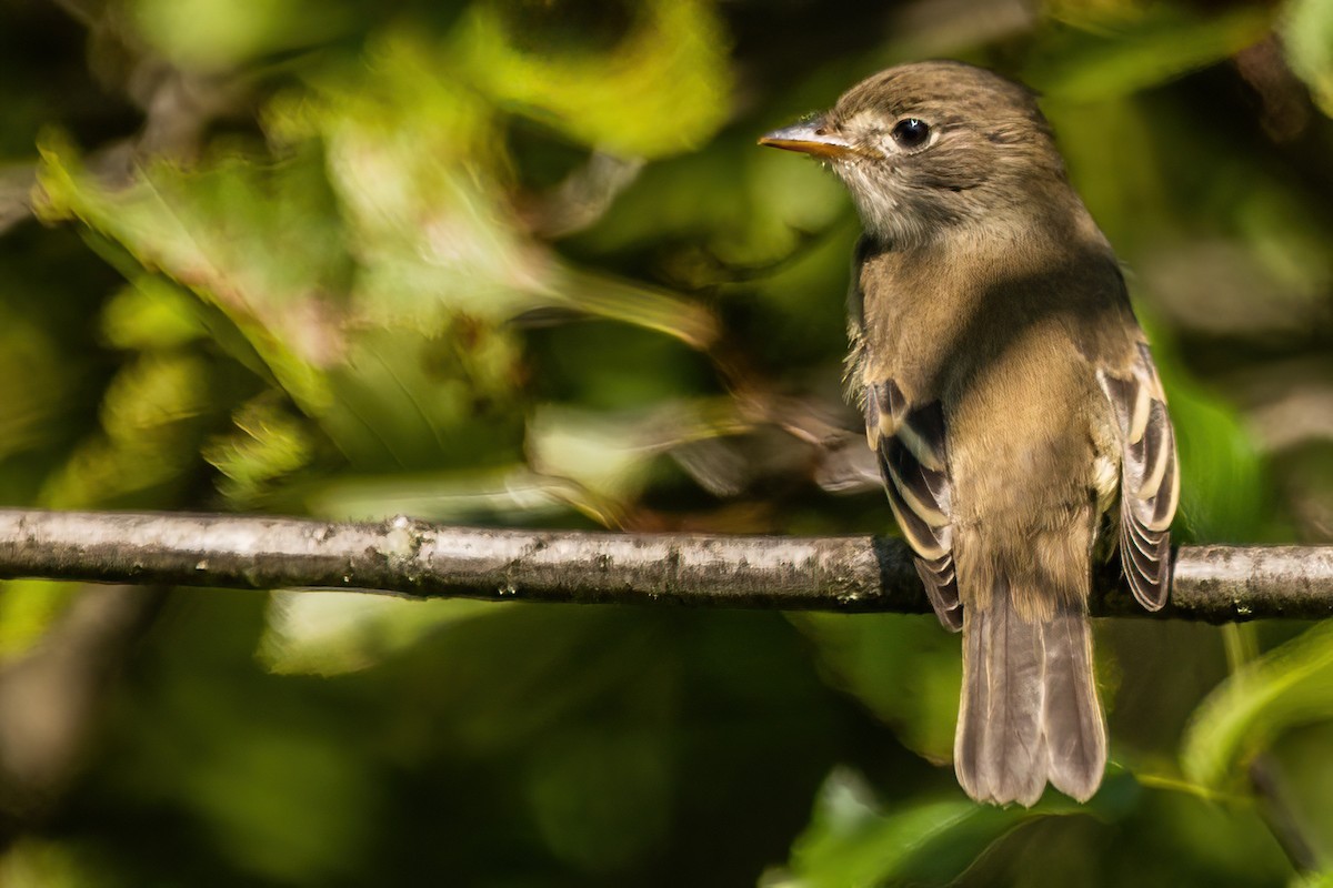 Alder Flycatcher - ML622975941