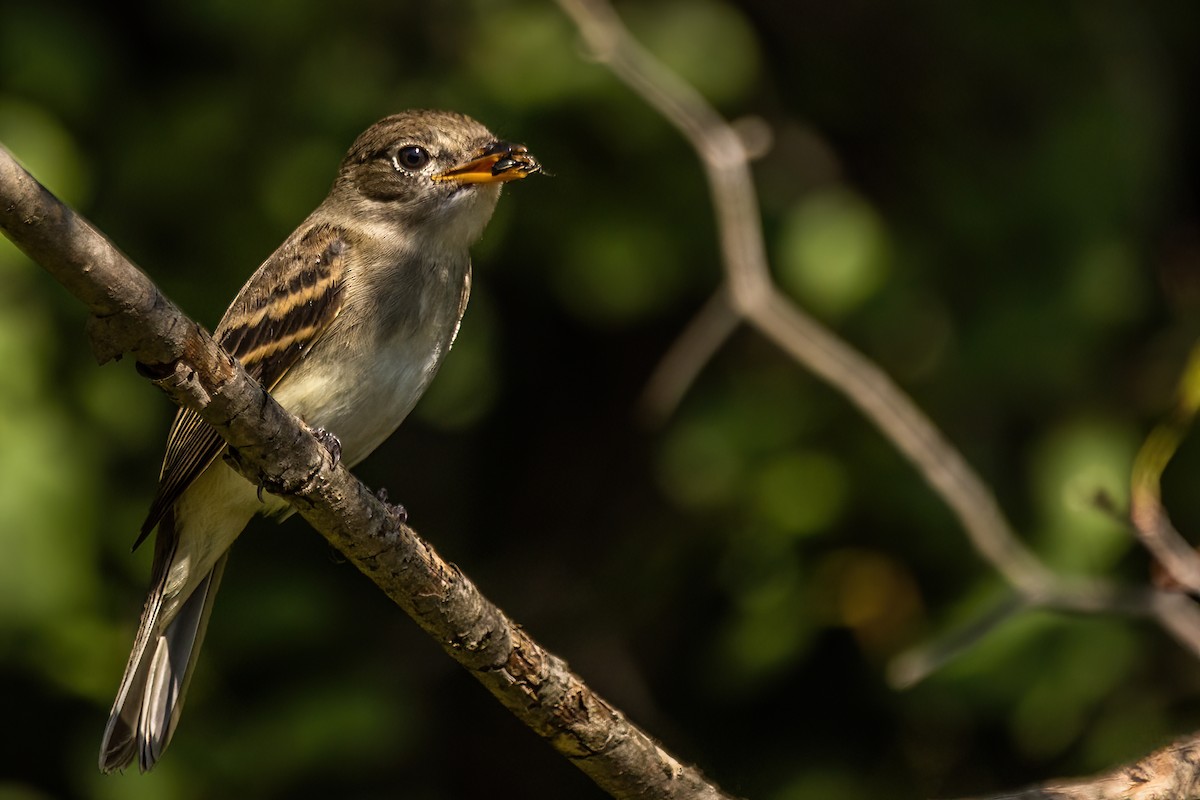 Alder Flycatcher - ML622975948