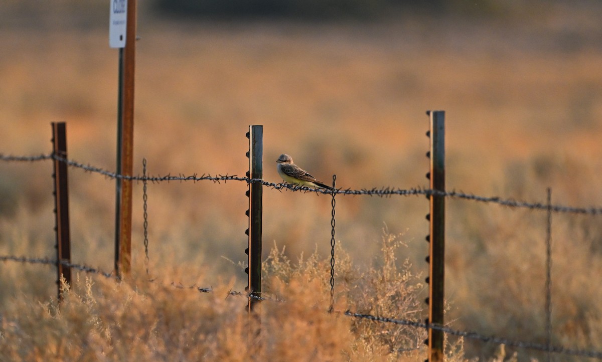 Western Kingbird - ML622975976