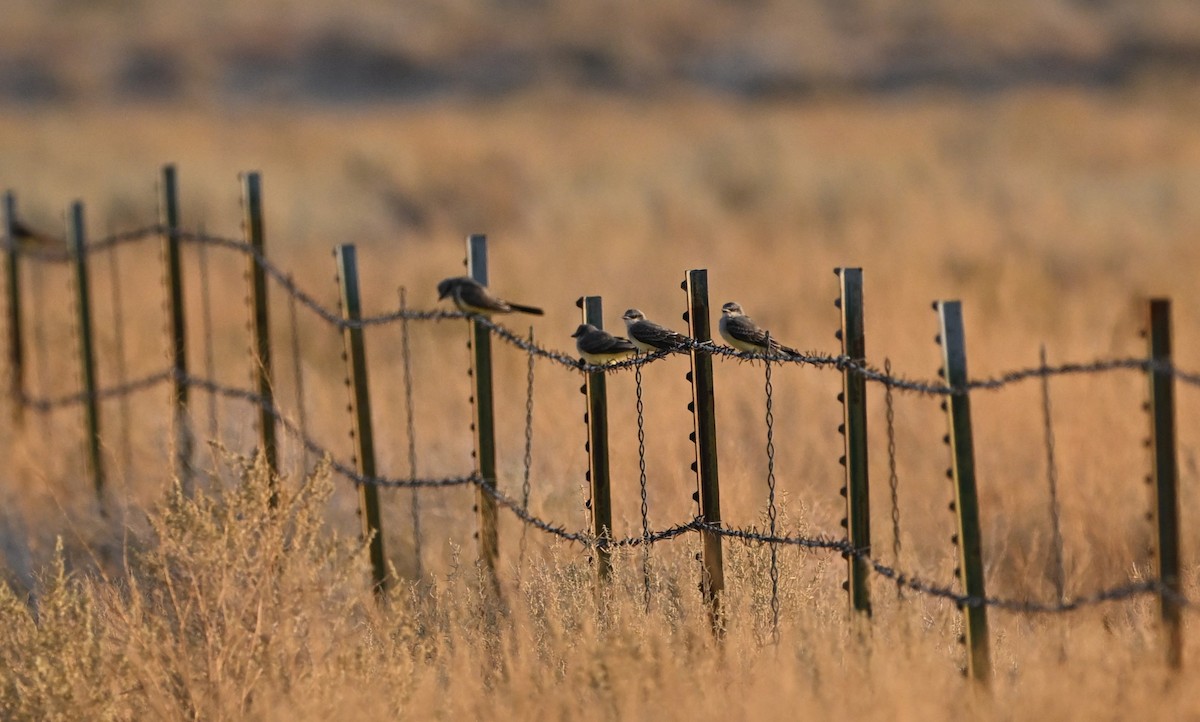 Western Kingbird - ML622975978