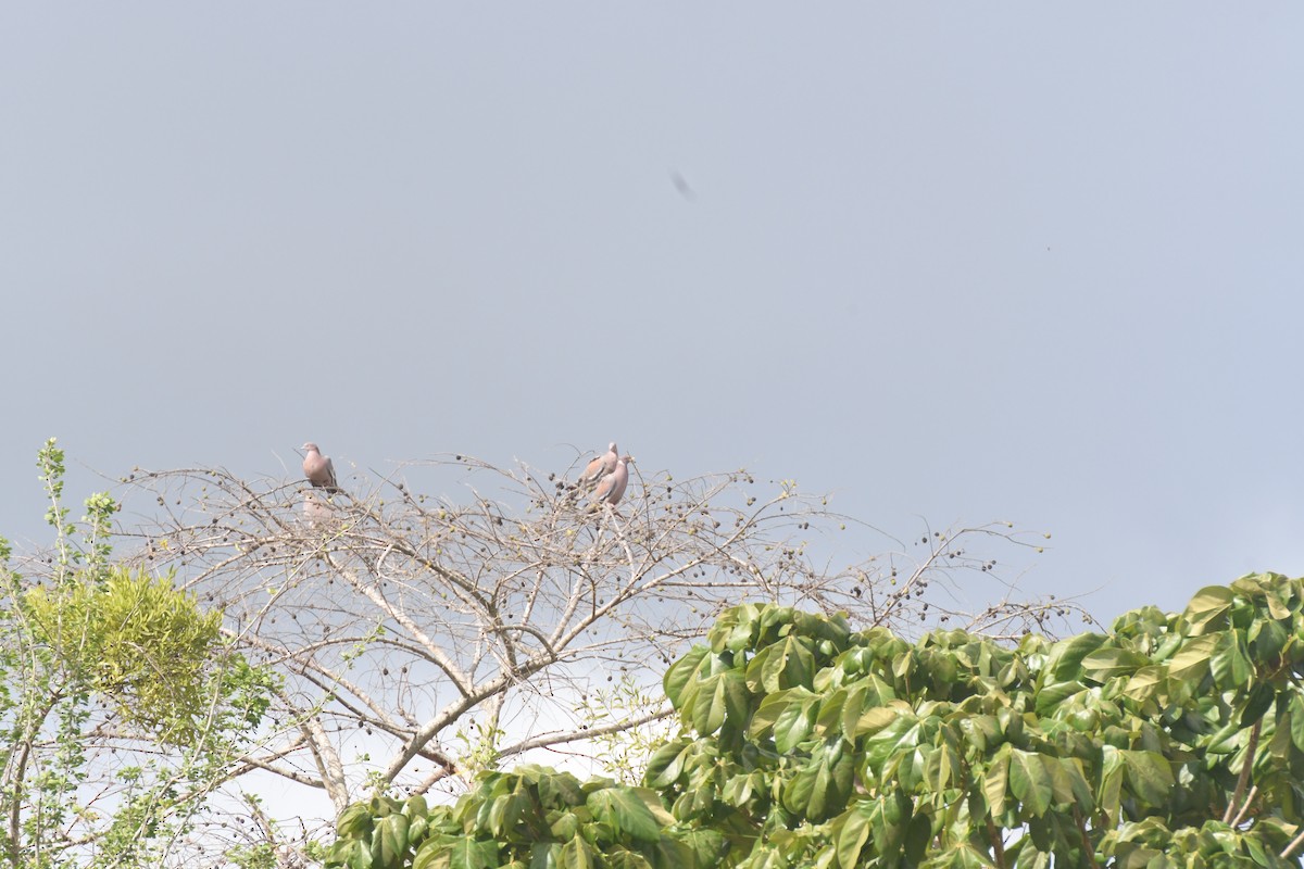 Plain Pigeon - ML622975996