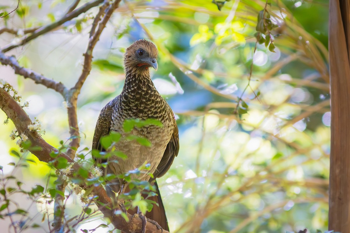 East Brazilian Chachalaca - ML622976002