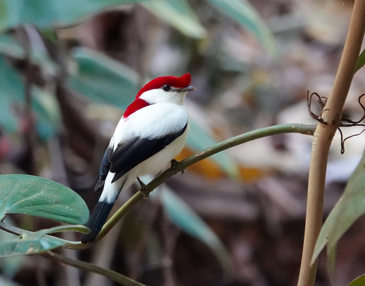 Araripe Manakin - ML622976066