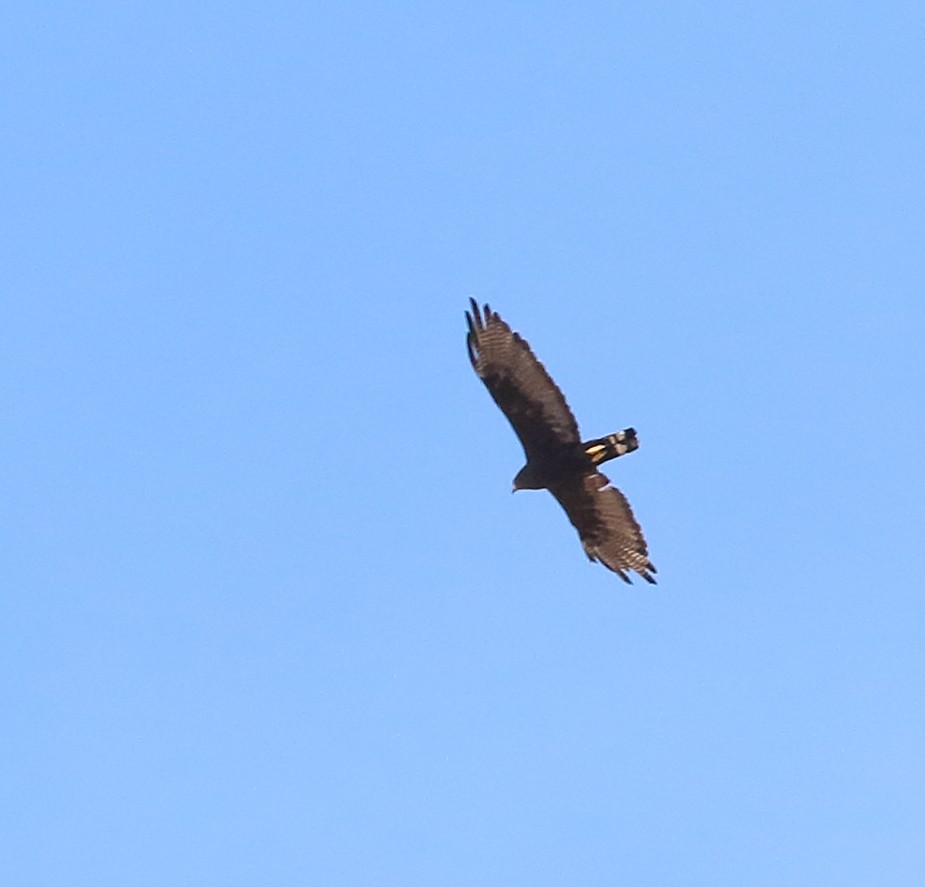 Zone-tailed Hawk - ML622976146