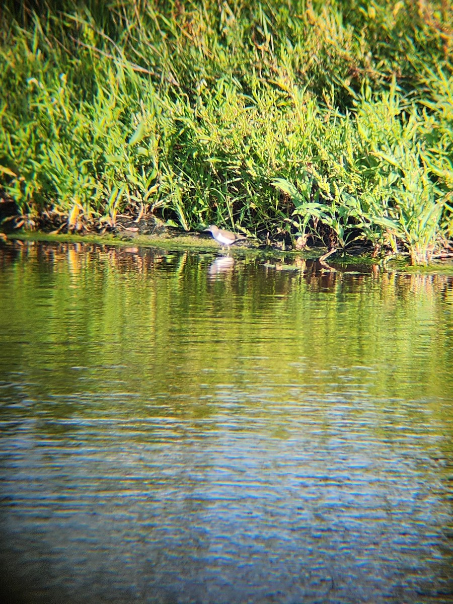 Spotted Sandpiper - Rachel Bockrath