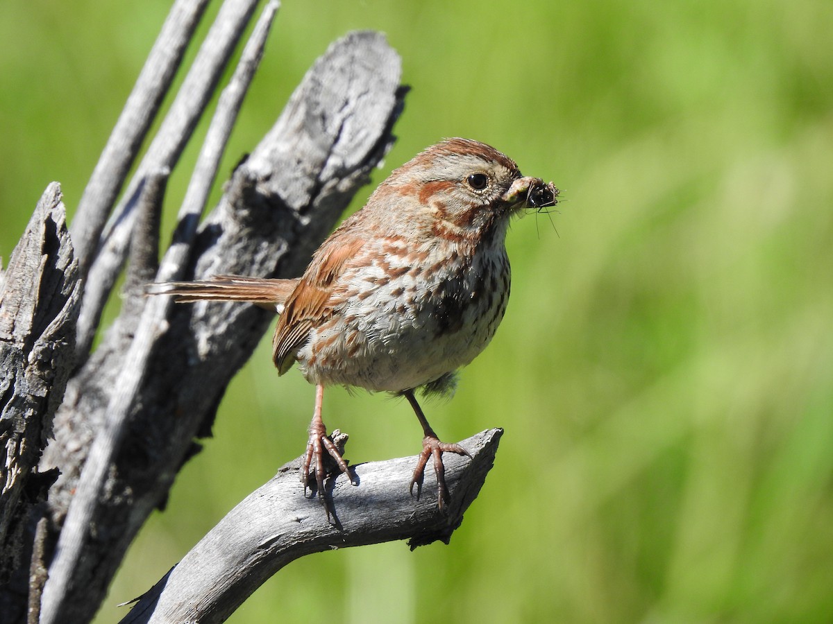 Song Sparrow - ML622976200