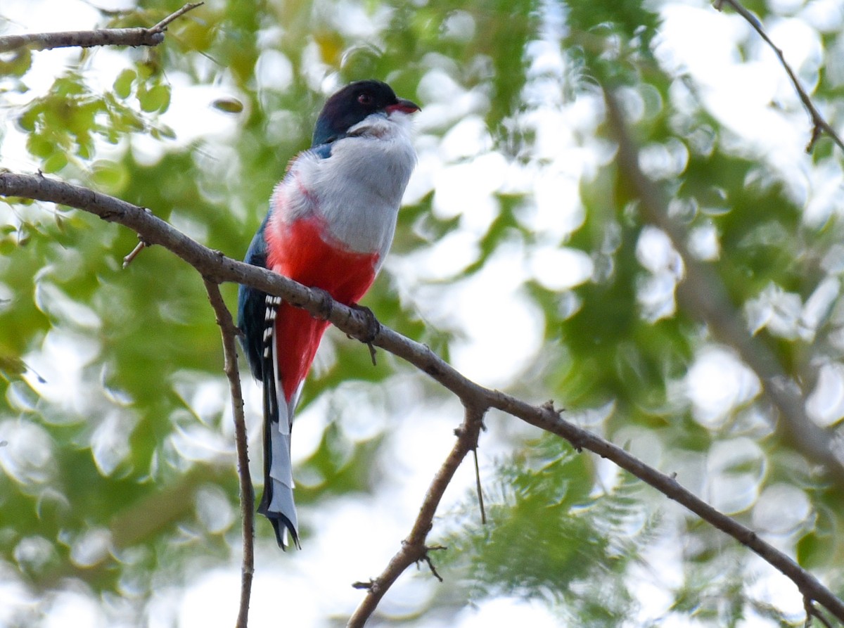 Cuban Trogon - Laurence Green