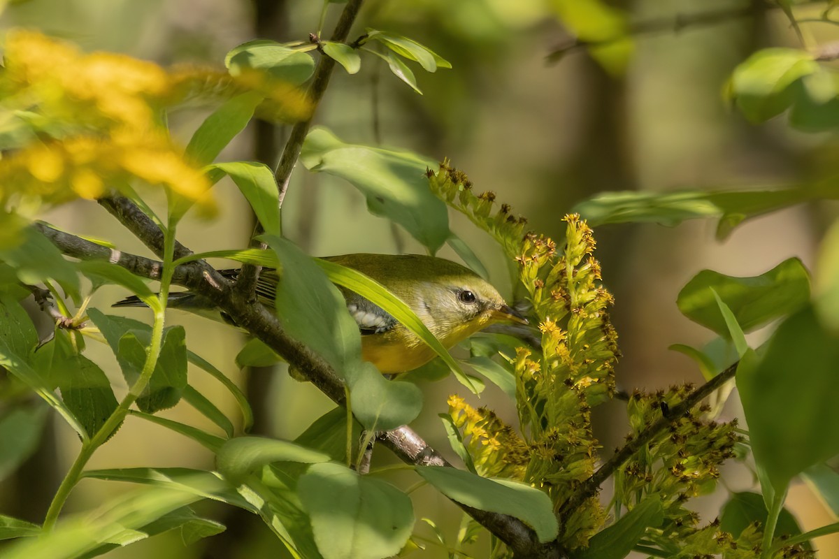 Northern Parula - ML622976278