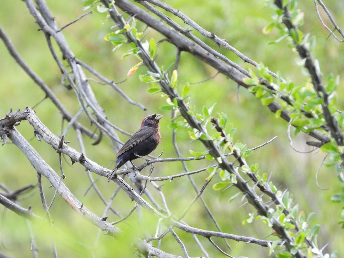 Varied Bunting - ML622976313