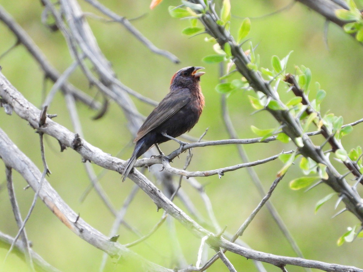 Varied Bunting - ML622976318