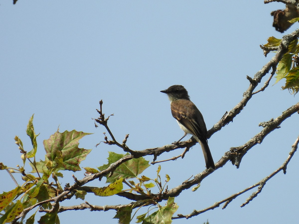 Eastern Phoebe - ML622976349