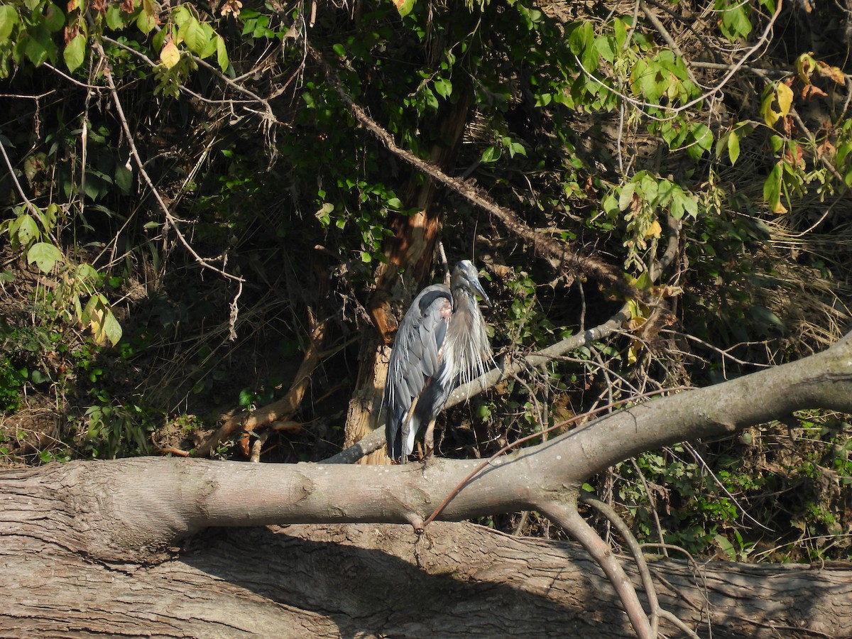 Great Blue Heron - ML622976366