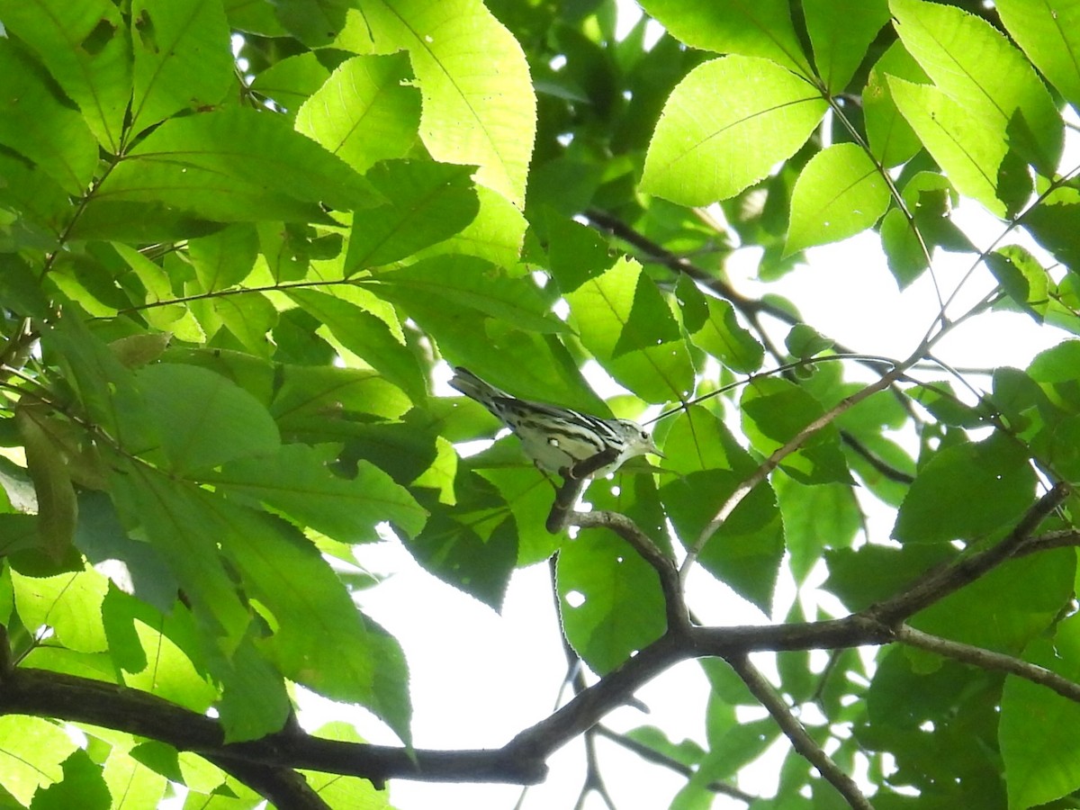 Black-and-white Warbler - ML622976405