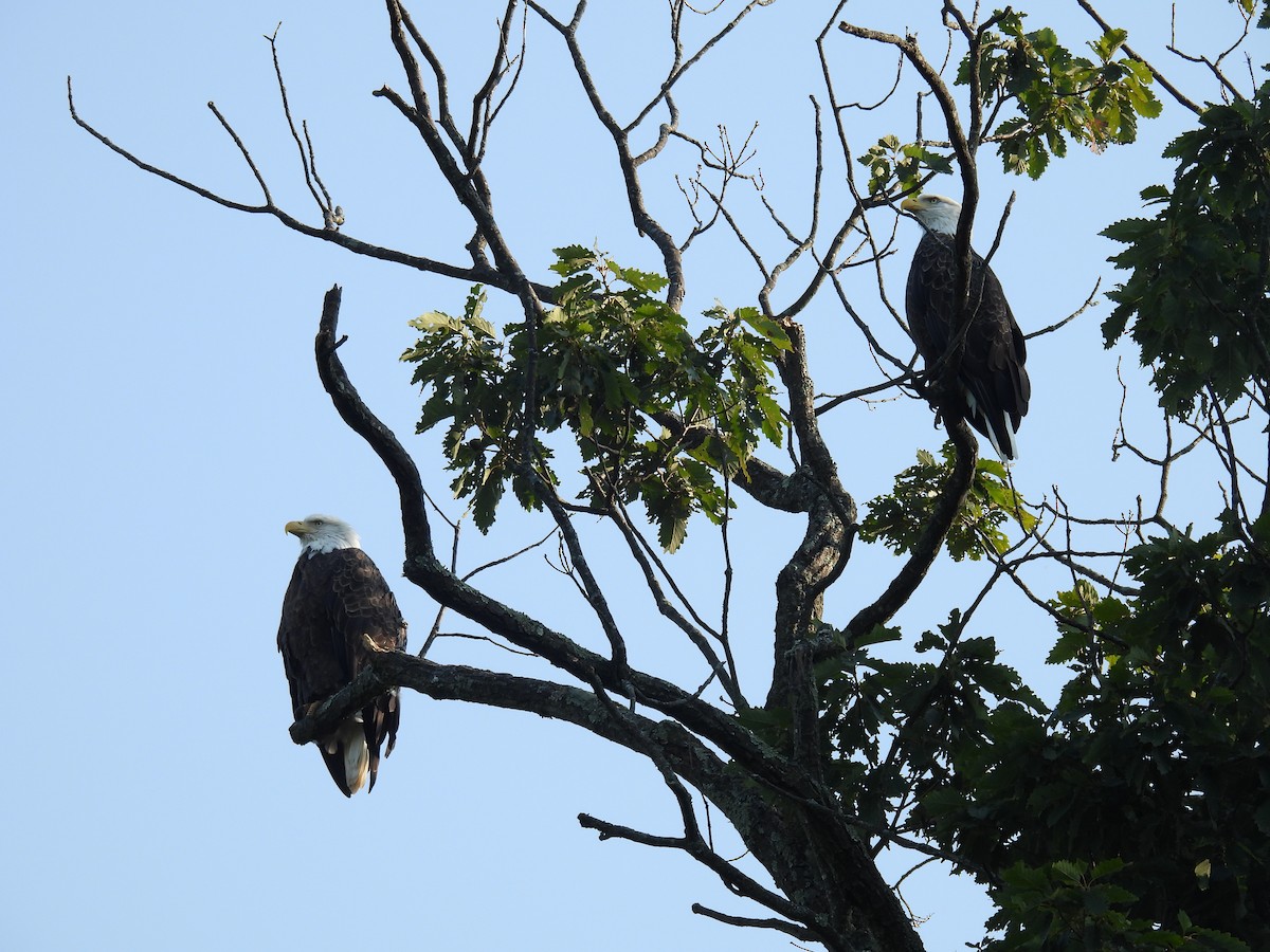 Bald Eagle - ML622976447