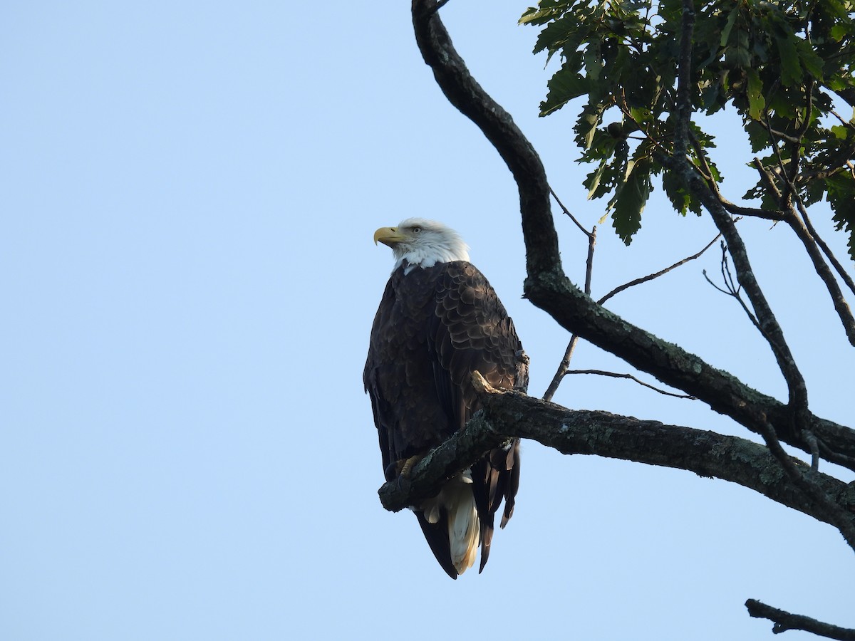 Bald Eagle - ML622976460