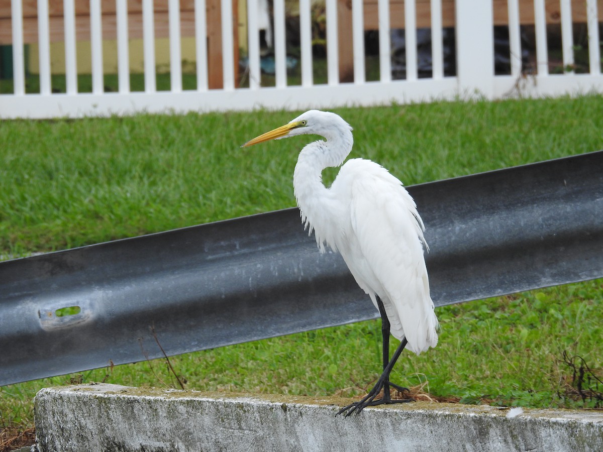 Great Egret - ML622976490