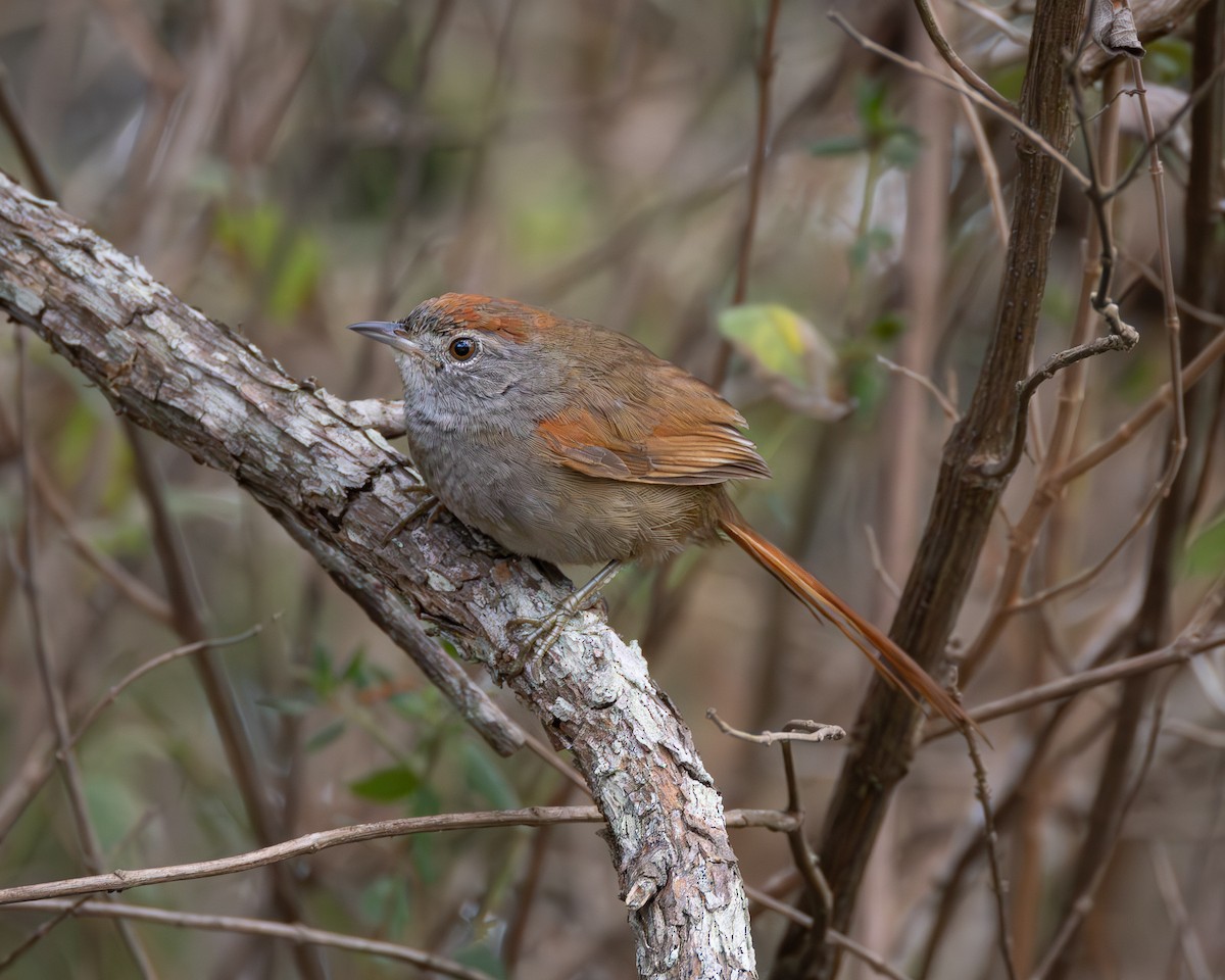 Sooty-fronted Spinetail - ML622976493