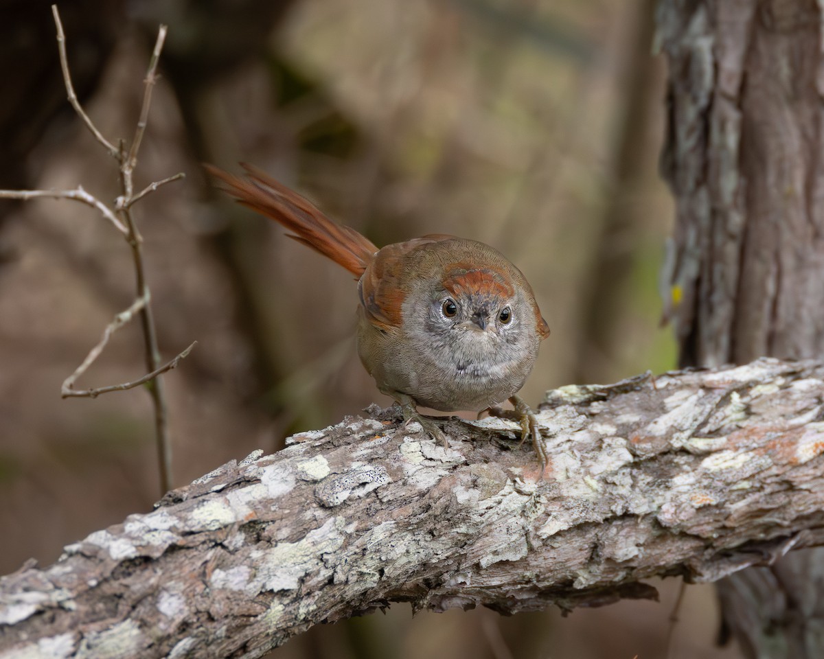 Sooty-fronted Spinetail - ML622976494