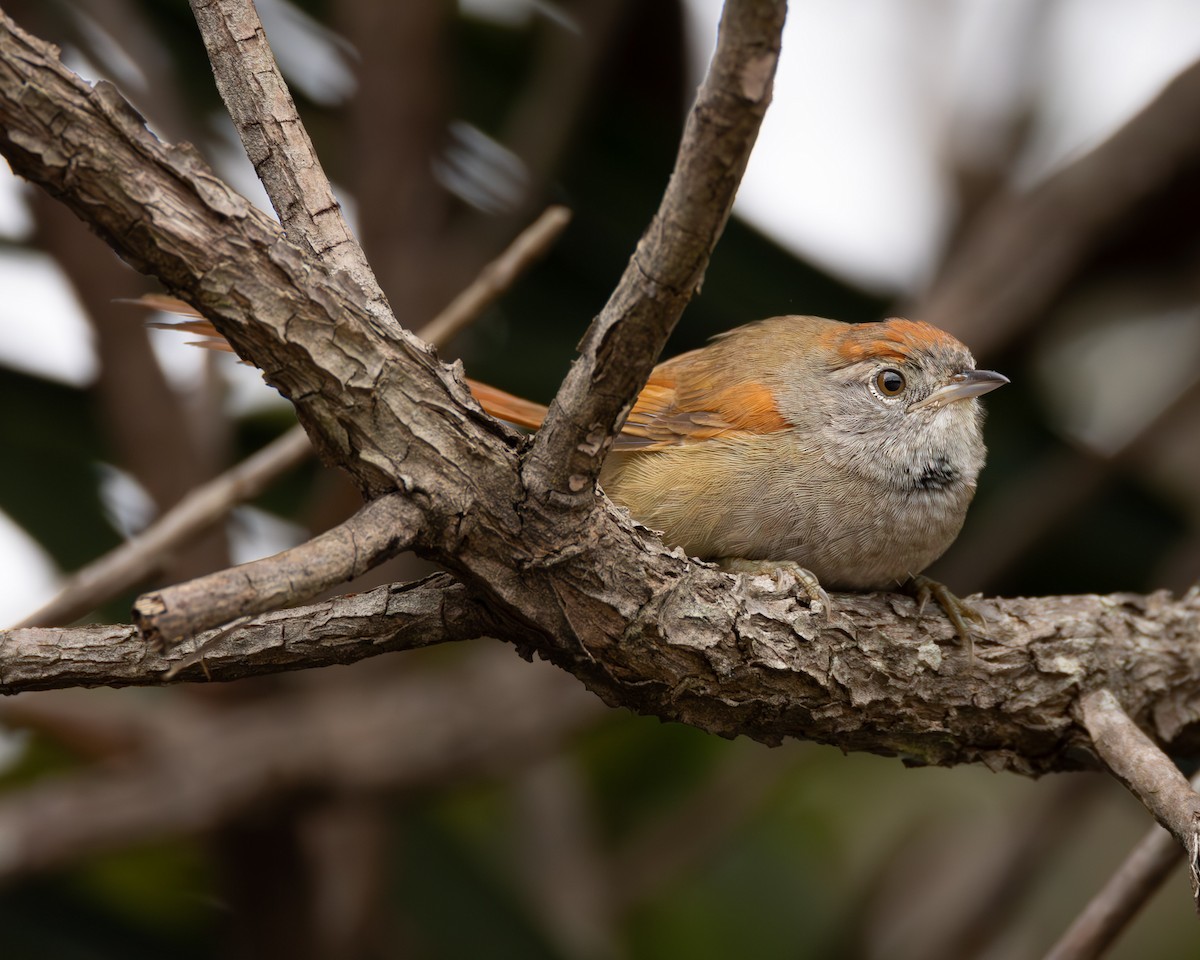 Sooty-fronted Spinetail - ML622976495