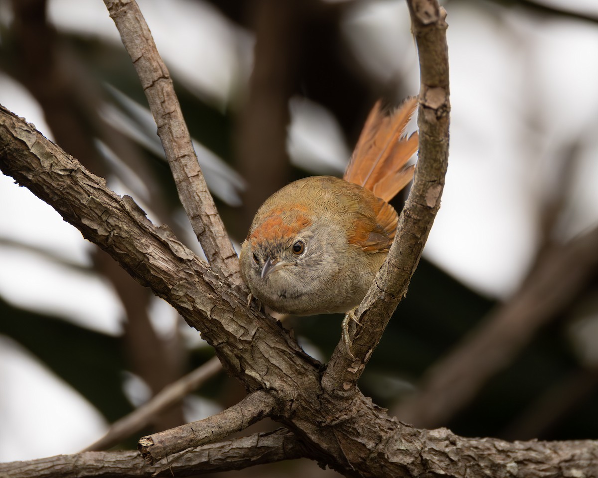 Sooty-fronted Spinetail - ML622976496