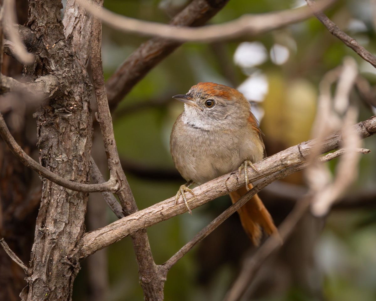 Sooty-fronted Spinetail - ML622976497