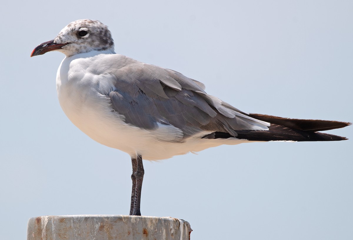 Mouette atricille - ML622976508