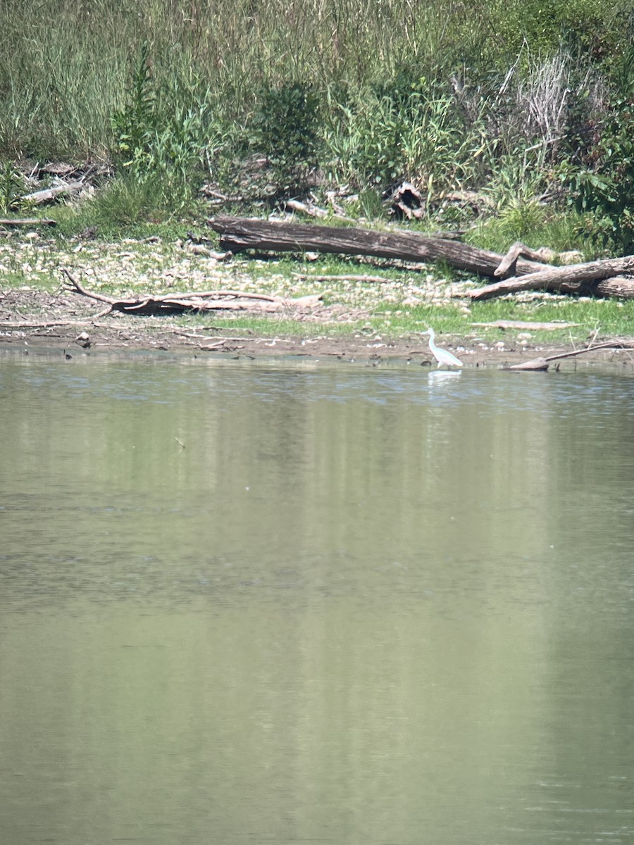 Little Blue Heron - ML622976514
