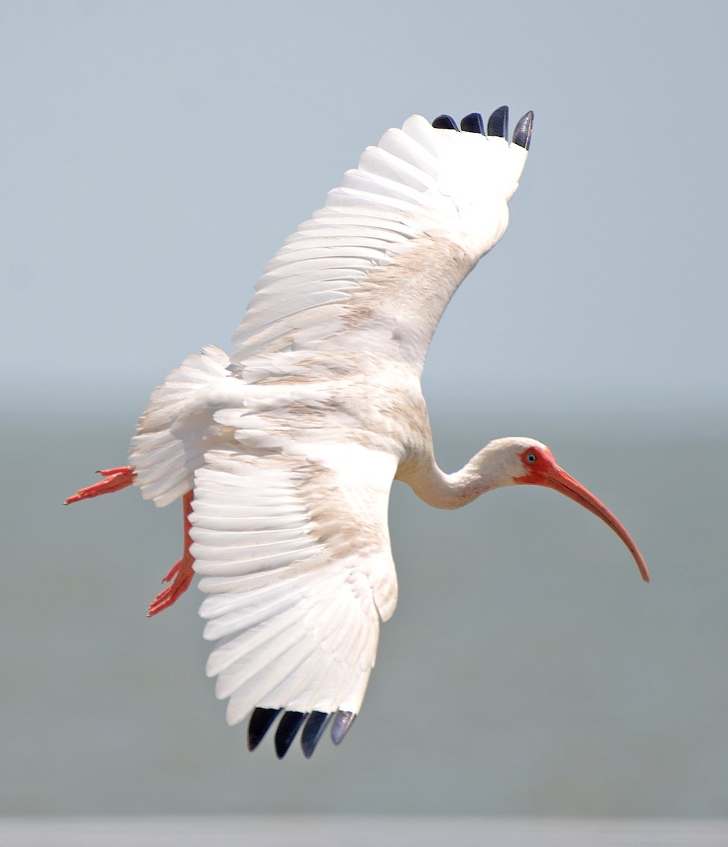 ibis bílý - ML622976520