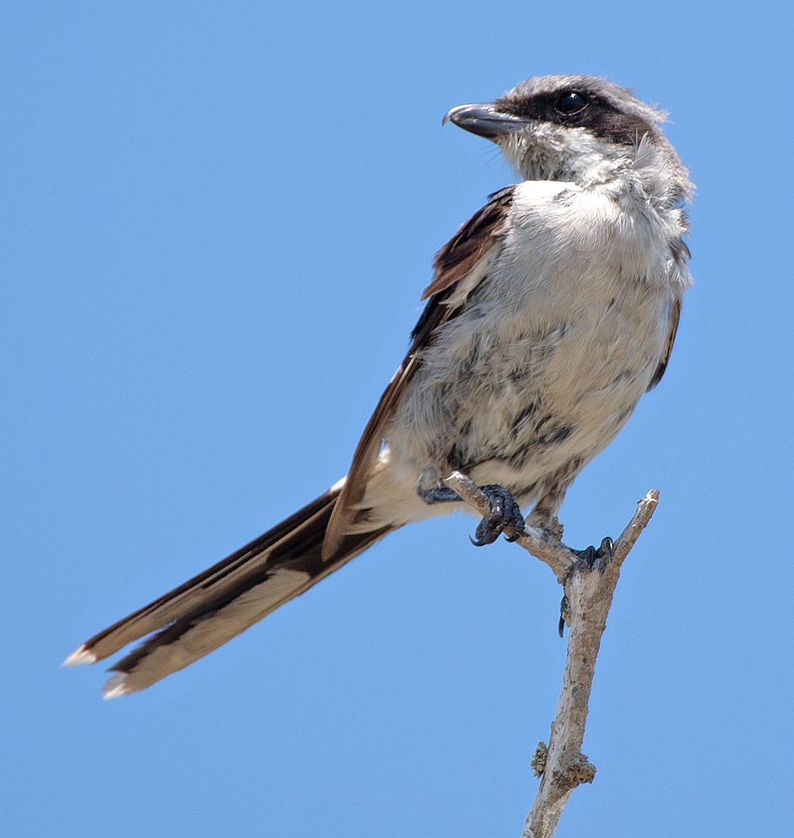 Loggerhead Shrike - ML622976524