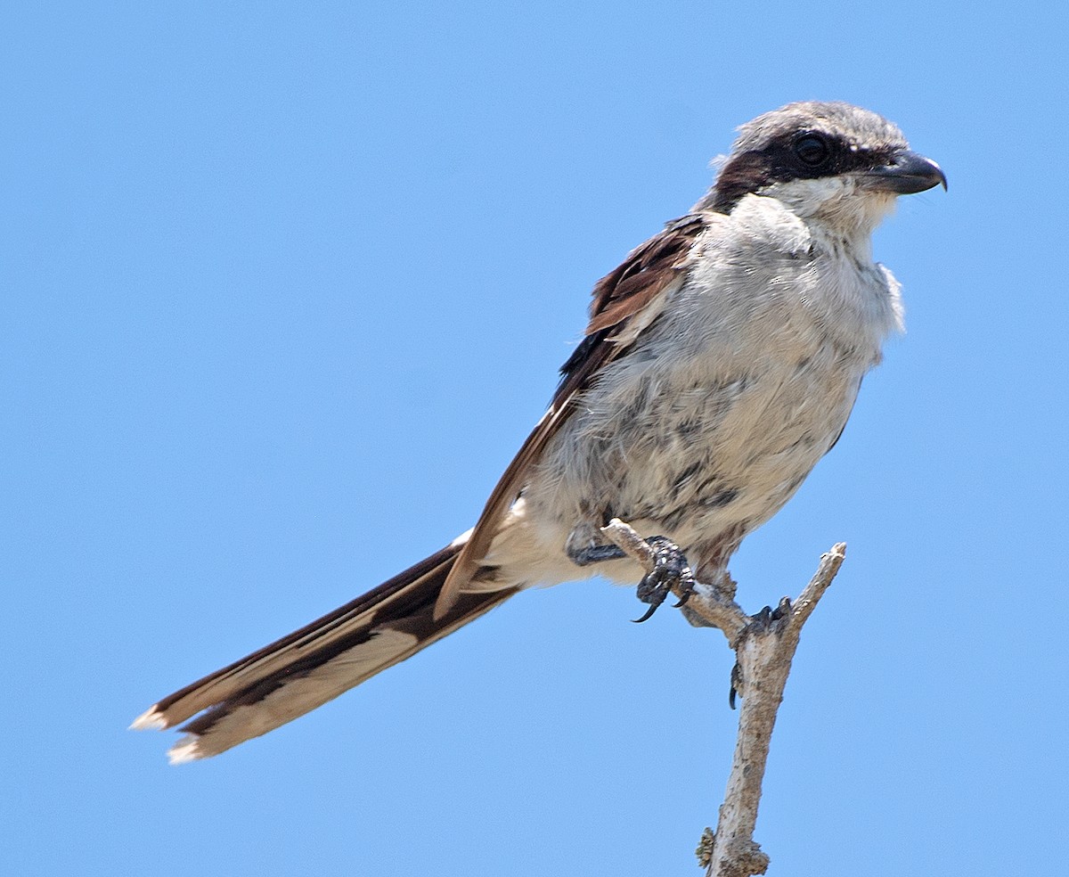 Loggerhead Shrike - ML622976525