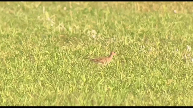 Pectoral Sandpiper - ML622976538