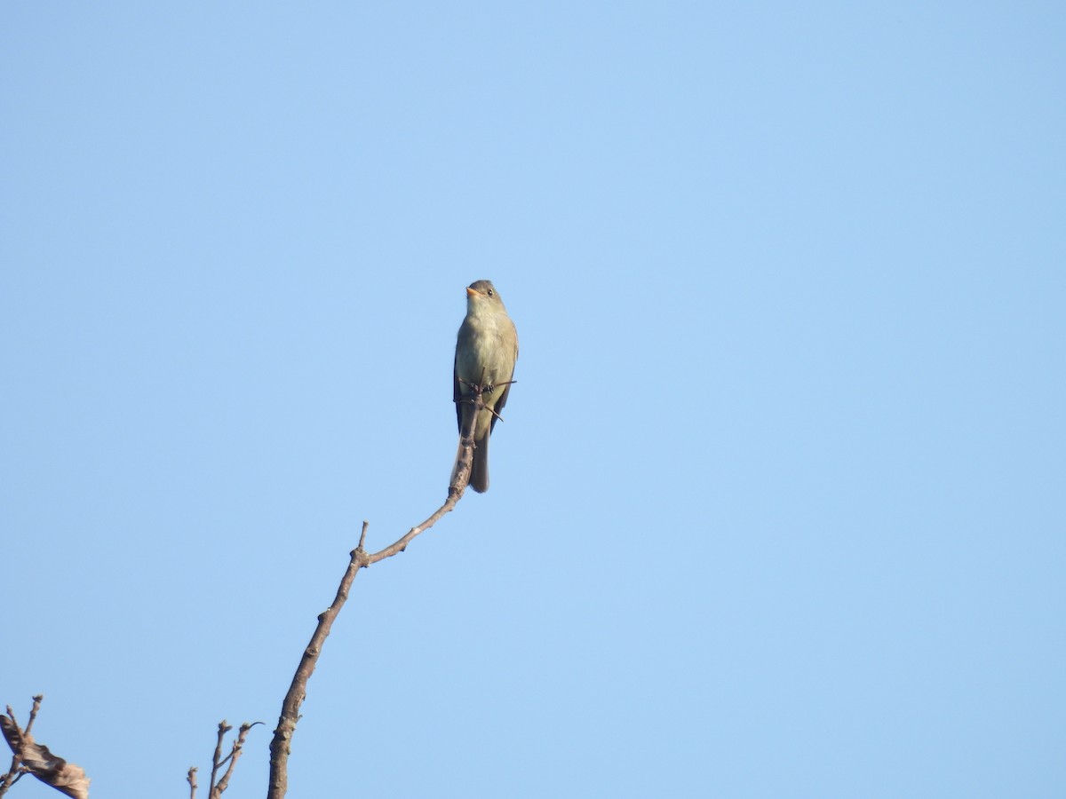 Eastern Wood-Pewee - ML622976567