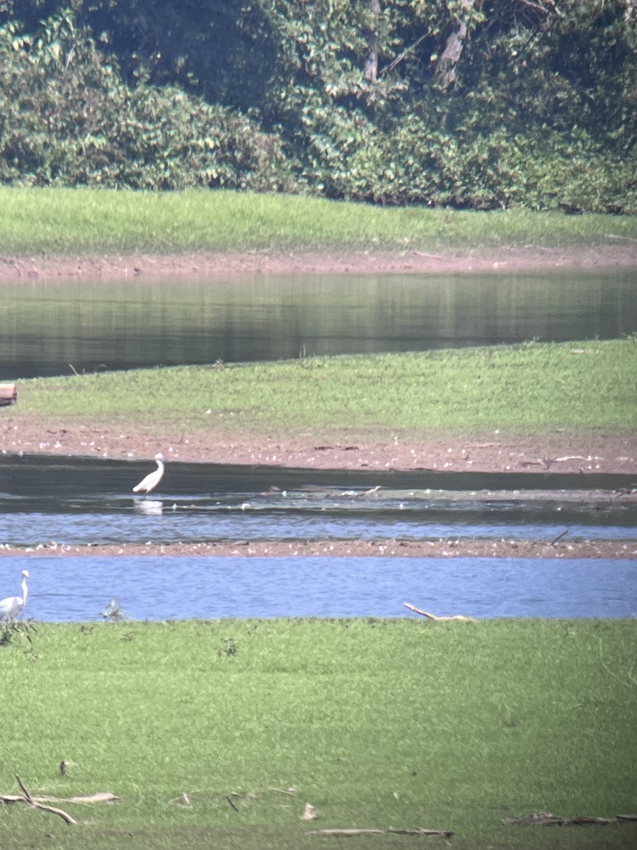 Snowy Egret - ML622976569