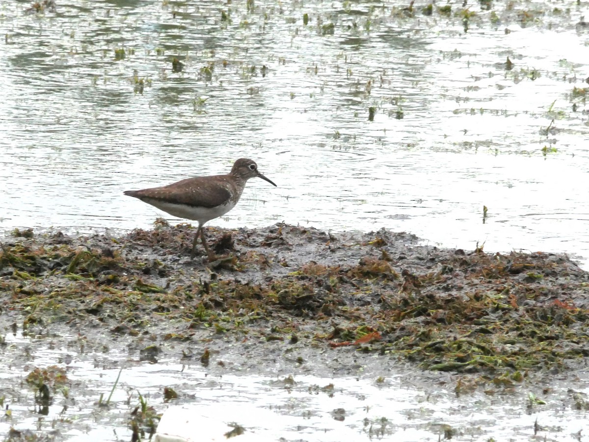 Solitary Sandpiper - ML622976579