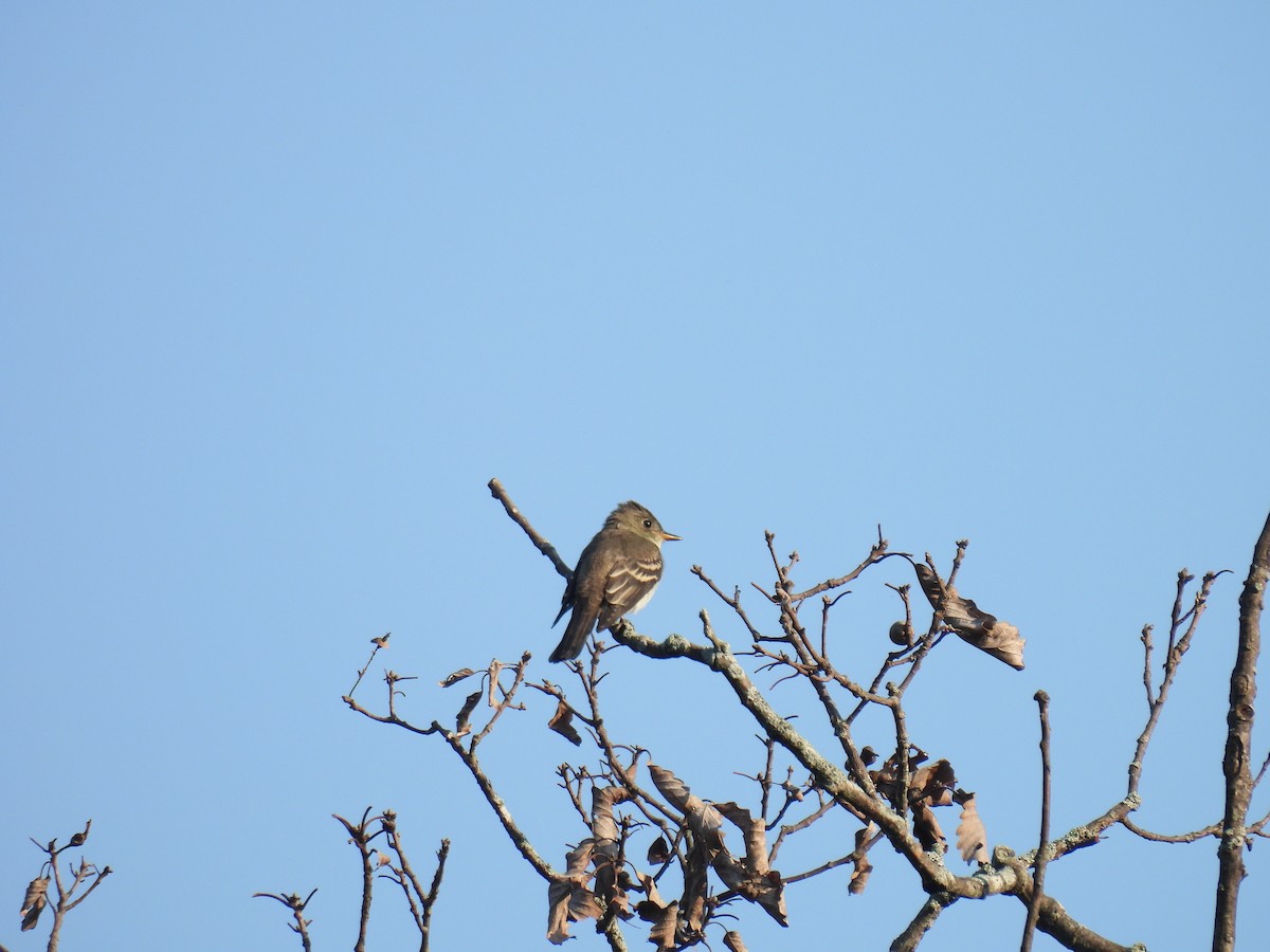 Eastern Wood-Pewee - ML622976585