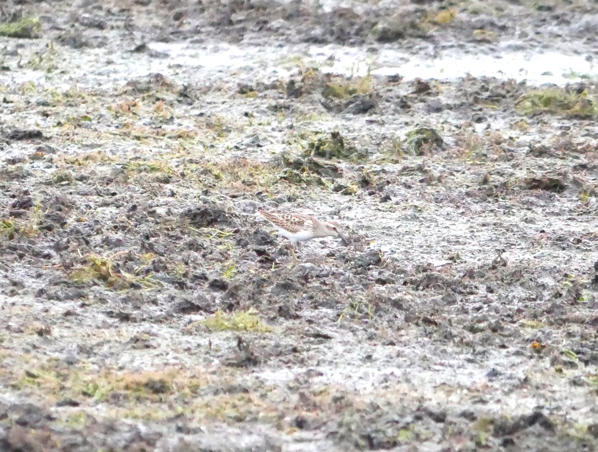 pygmésnipe - ML622976587