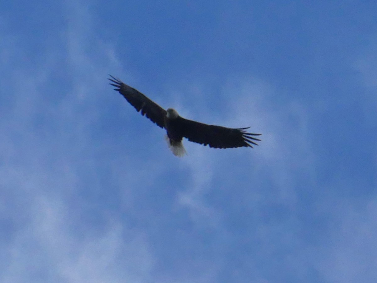 Bald Eagle - ML622976611