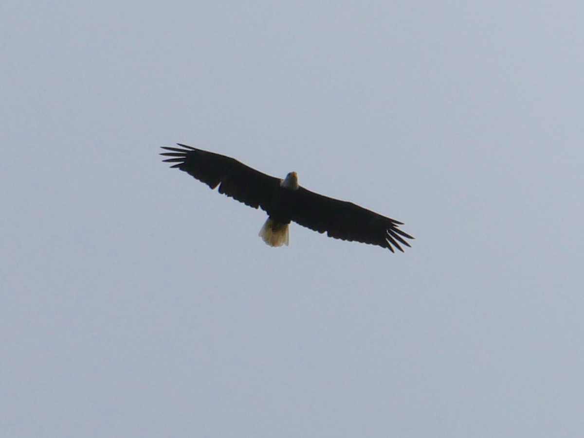 Bald Eagle - Jake Streets