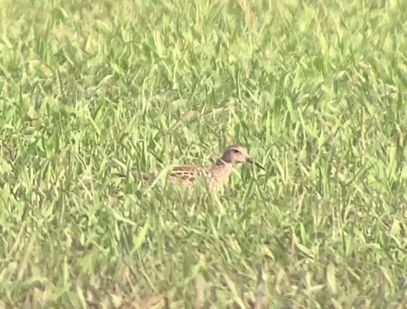 Pectoral Sandpiper - ML622976628